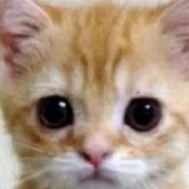 chat with ai character: a cat with a gun