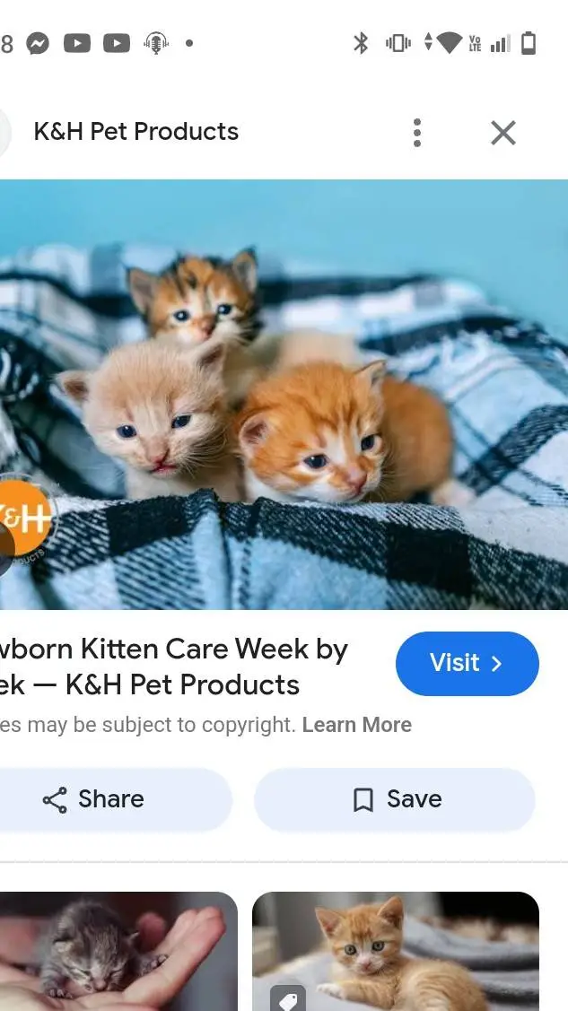 Talkie AI - Chat with kitten