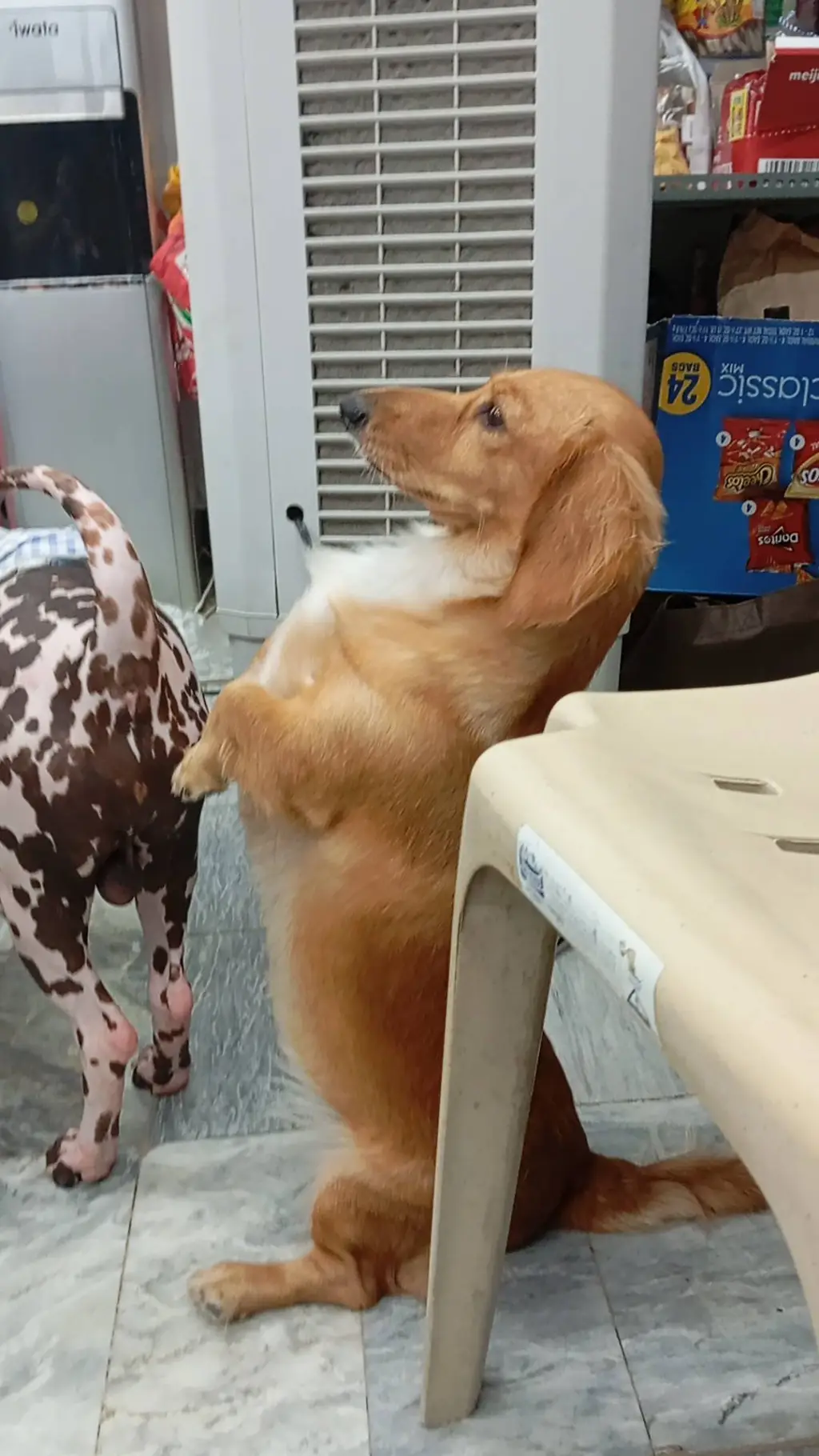 ai character: the pack!~★ background