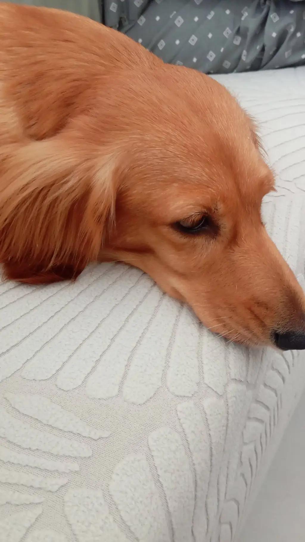 ai character: The pack speaking! background