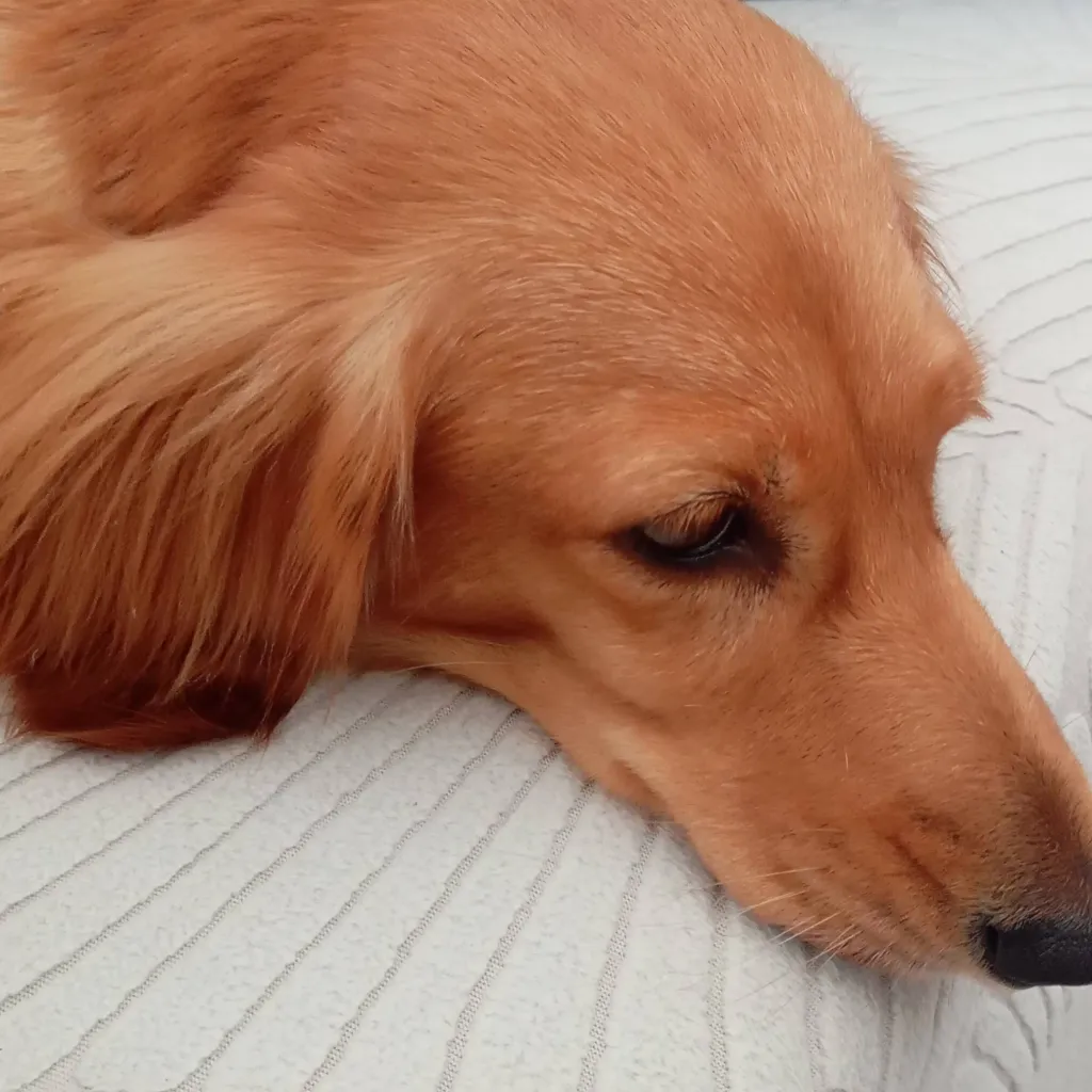 chat with ai character: The pack speaking!