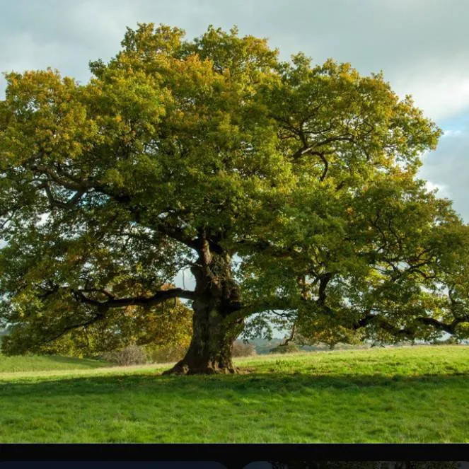 chat with ai character: tree