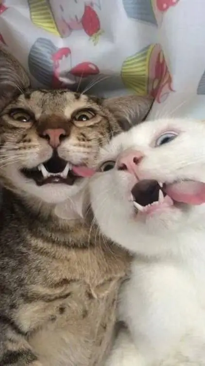 ai character: Troupe phantom #5 background