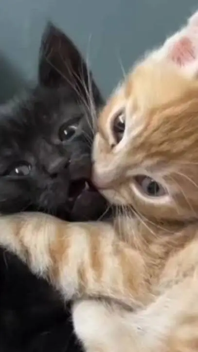 ai character: tp x mha background