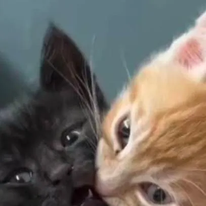 chat with ai character: tp x mha