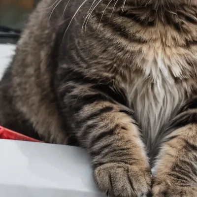 chat with ai character: Bratty cat 2