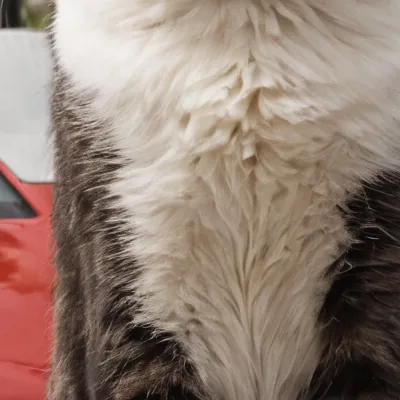 chat with ai character: Bratty cat. 3