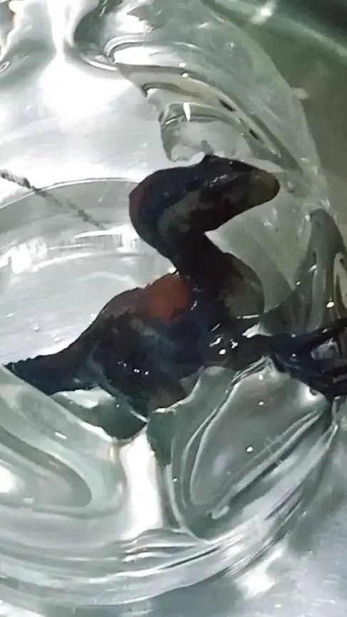 ai character: Therizinosaur on❄️ background