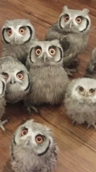 ai character: Baby owls ￼ background