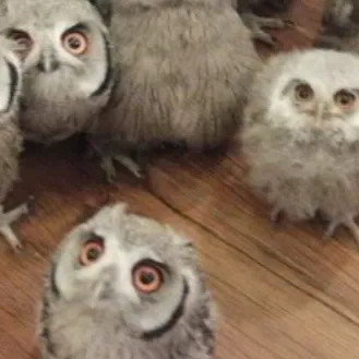 chat with ai character: Baby owls ￼