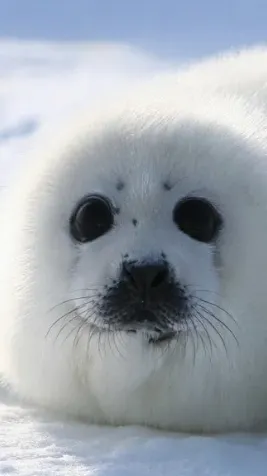 ai character: Baby seal background