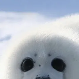chat with ai character: Baby seal
