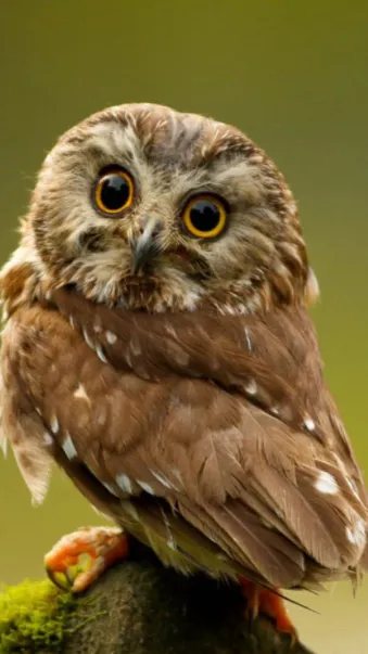 ai character: Baby owl ￼ background