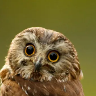 chat with ai character: Baby owl ￼