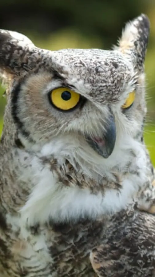 ai character: Great horn owl, background