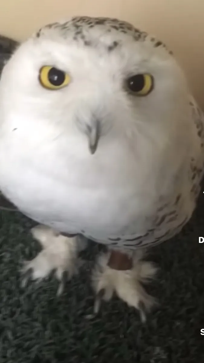 ai character: Snowy owl background