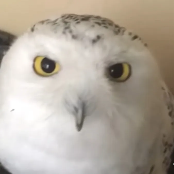 chat with ai character: Snowy owl