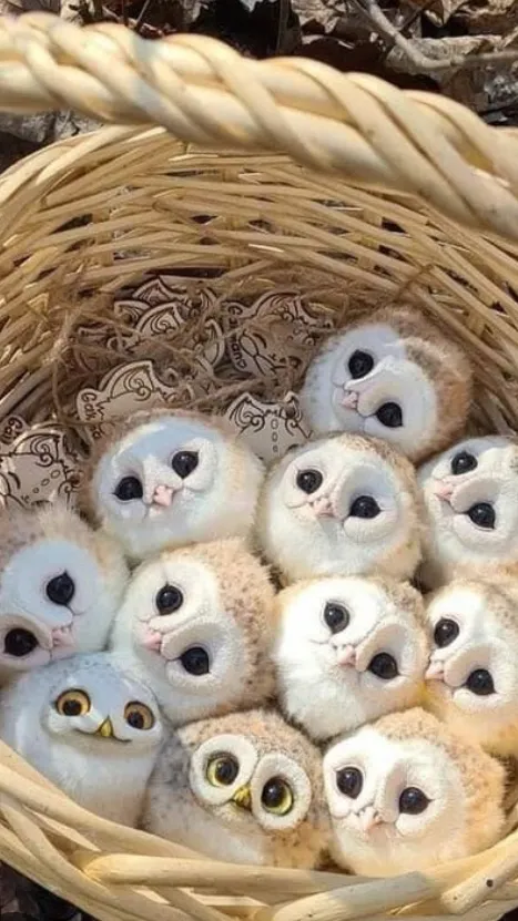 ai character: Baby owls ￼ background