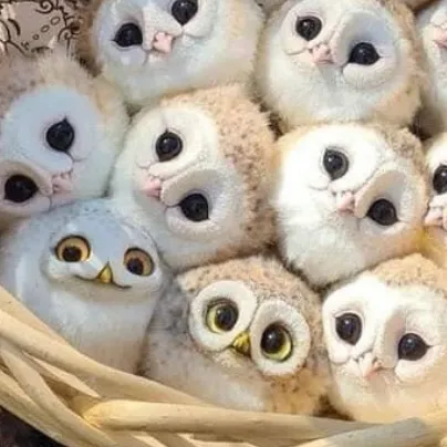 chat with ai character: Baby owls ￼