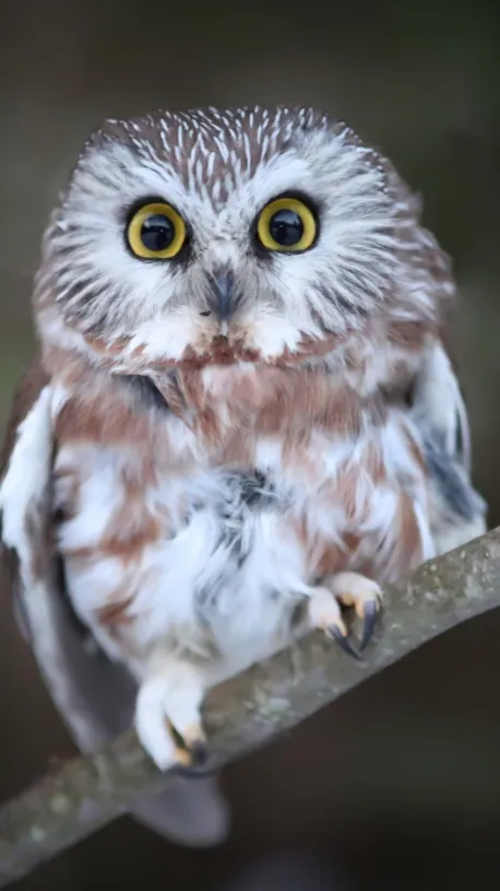 ai character: Baby owl ￼ background