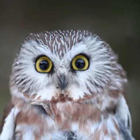 chat with ai character: Baby owl ￼