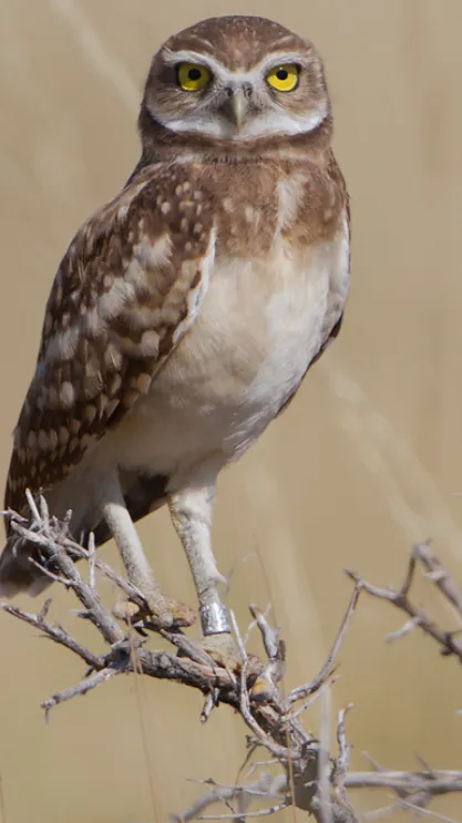 ai character: Borrow owl ￼ background