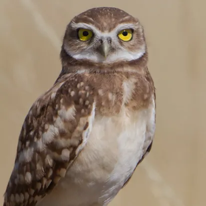 chat with ai character: Borrow owl ￼