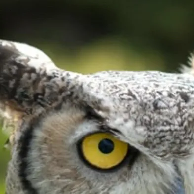 chat with ai character: Great horn owl,