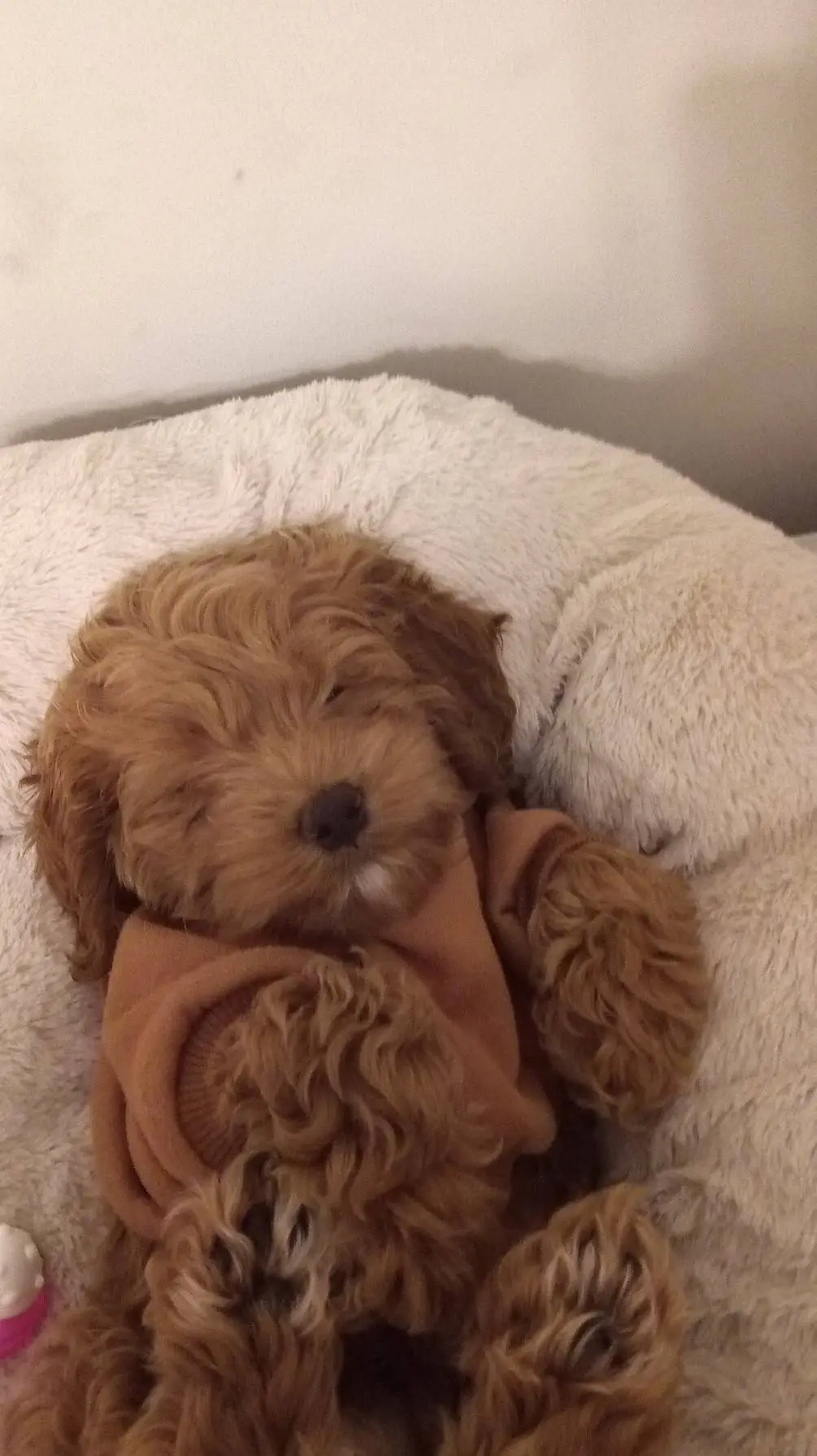 ai character: Luigi background