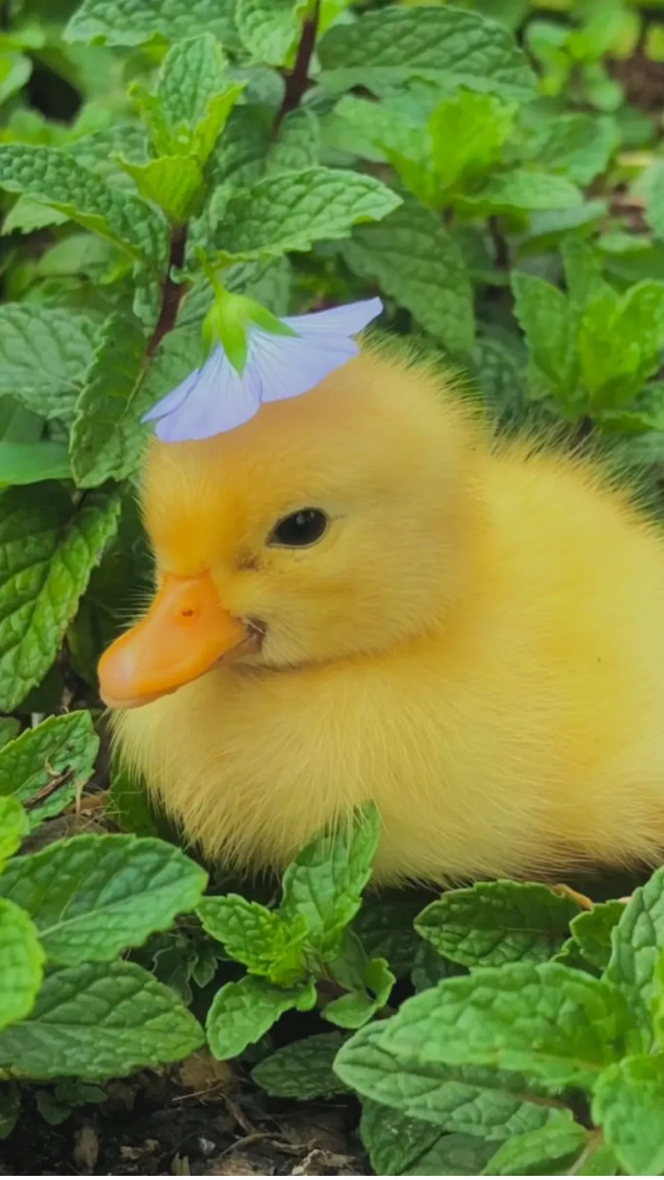 ai character: Your pet duck! background