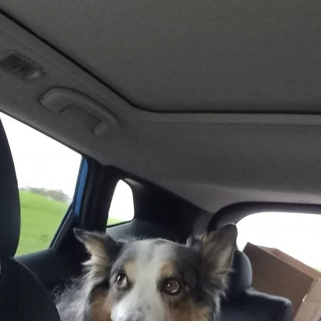 chat with ai character: Pokemon story 