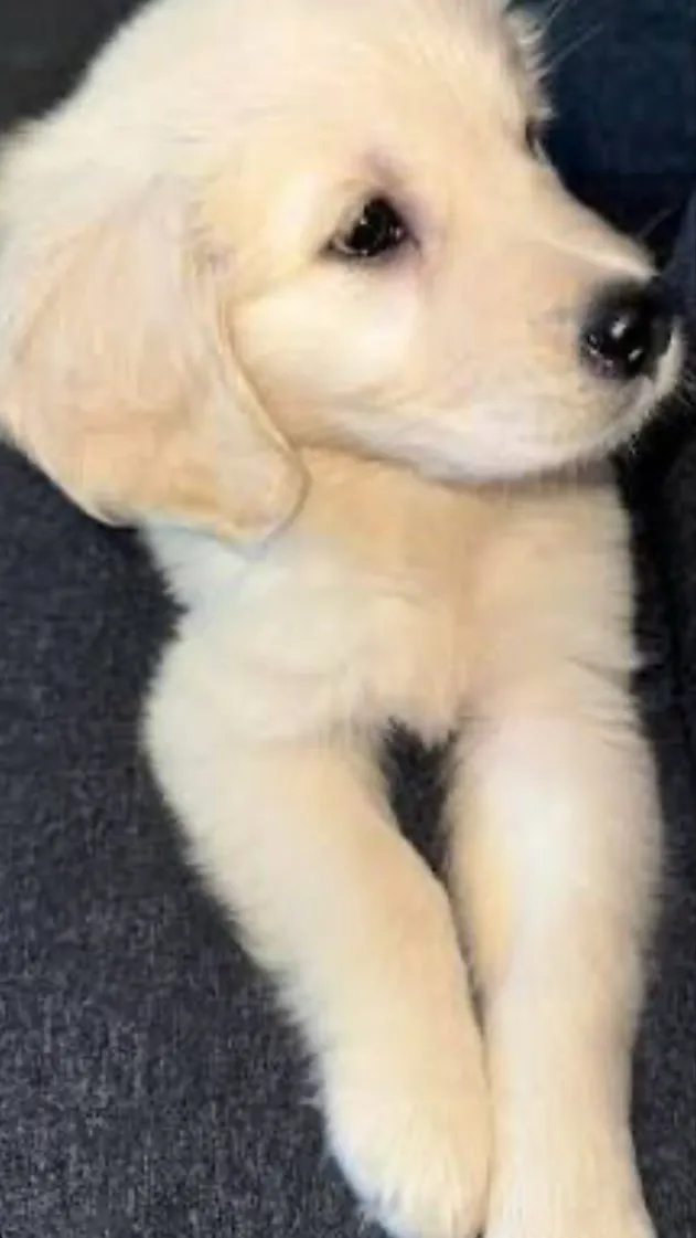 ai character: Dog background