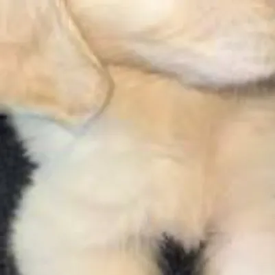 chat with ai character: Dog