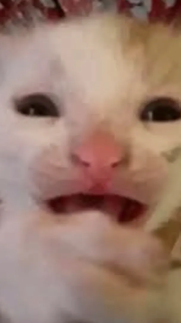 ai character: Cat background