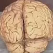 chat with ai character: the human brain