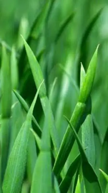 ai character: grass background