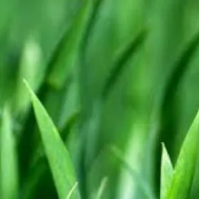 chat with ai character: grass