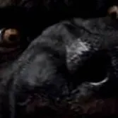 chat with ai character: 🌔🐺WEREWOLF PACK🐺🌔