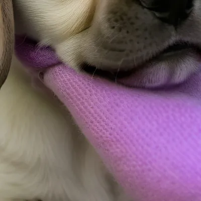 chat with ai character: Puppy (barks)
