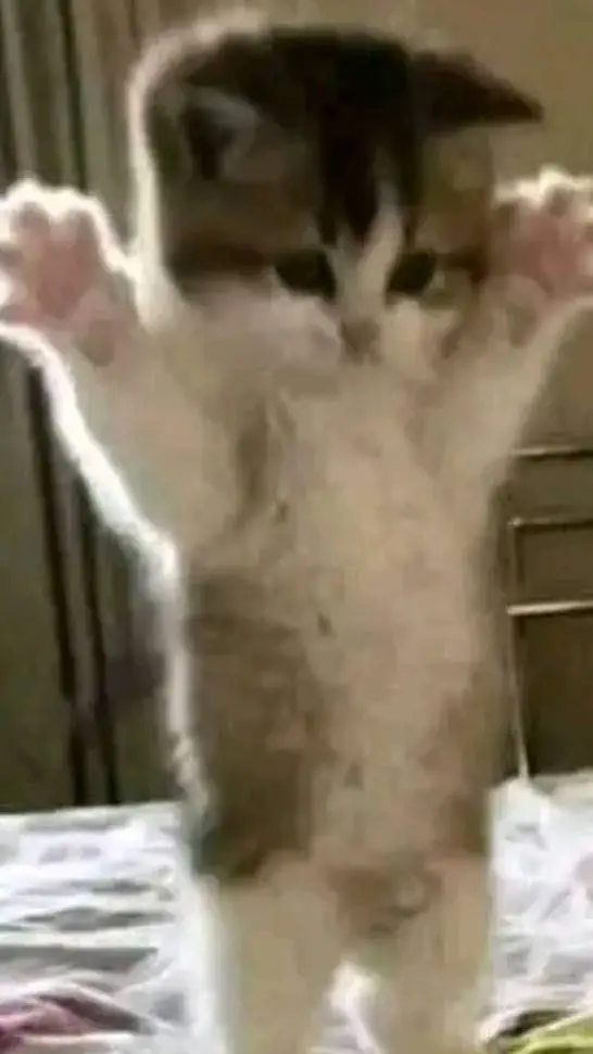 ai character: uppies kitty  background