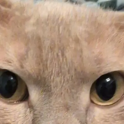 chat with ai character: 1k visits!!!