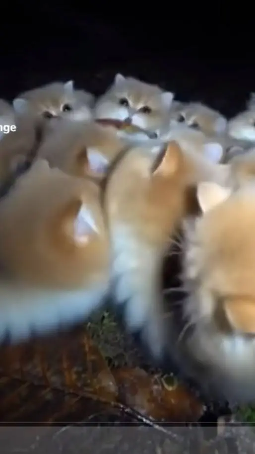 ai character: kittenpillars +. background