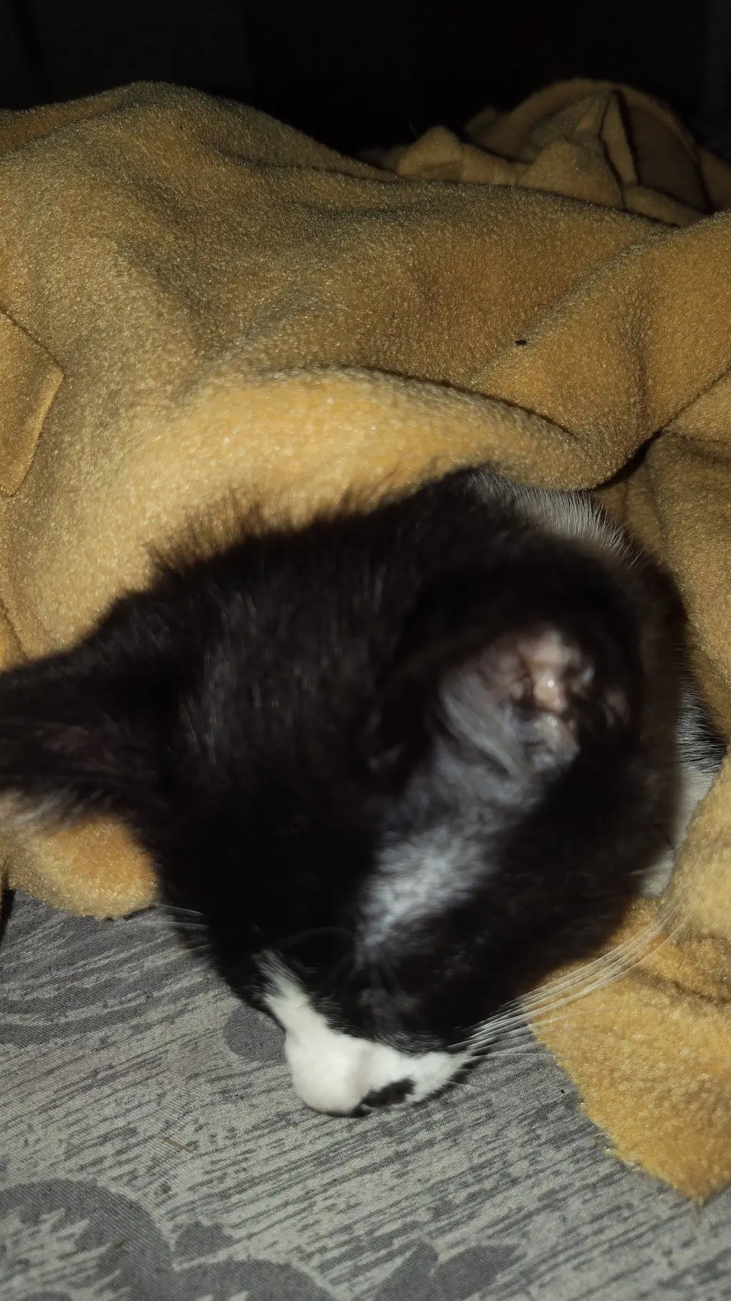 ai character: my cat background