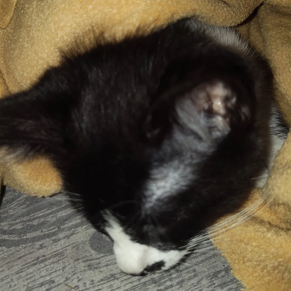 chat with ai character: my cat