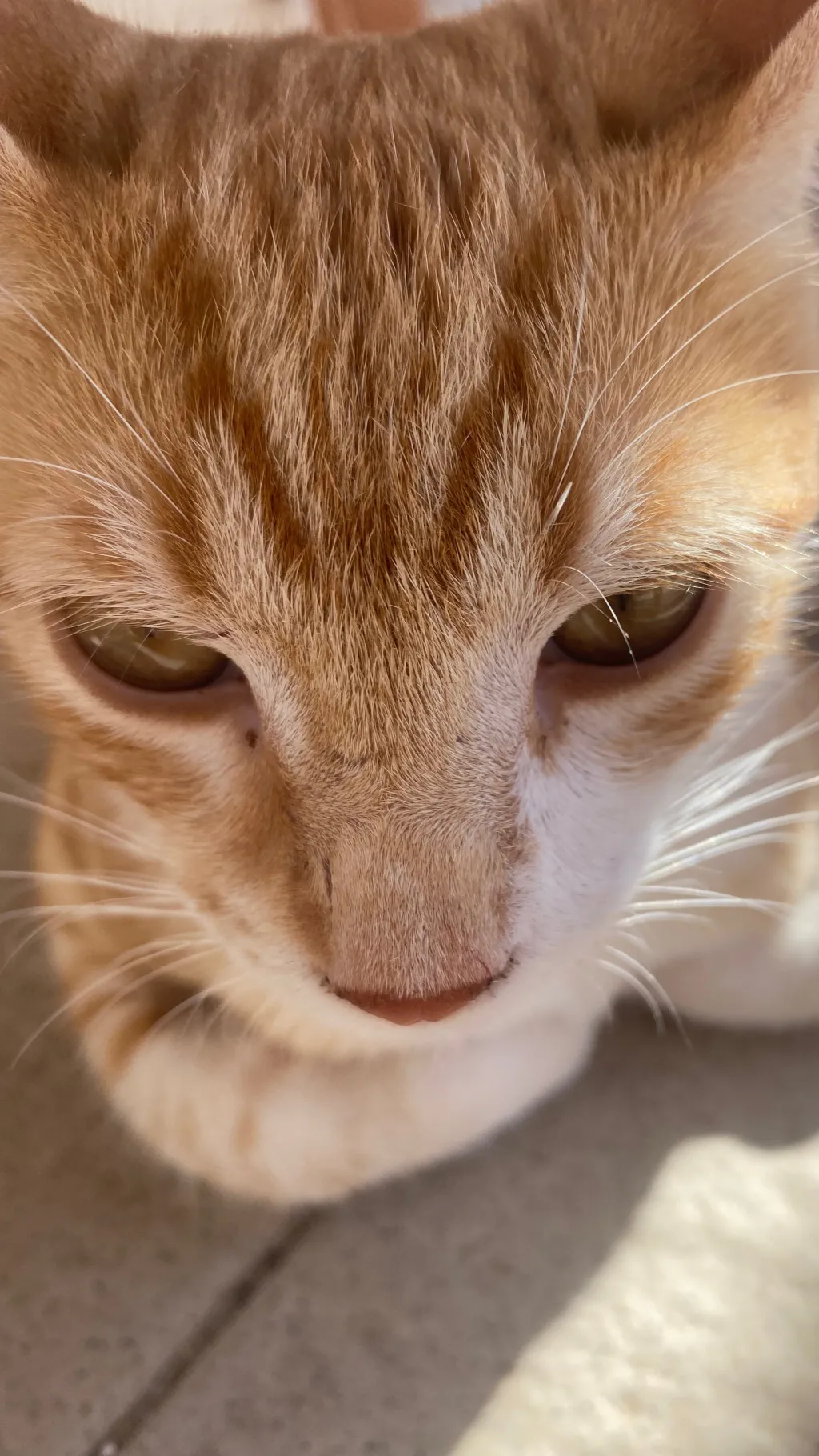 Talkie AI - Chat with Diddy’s World