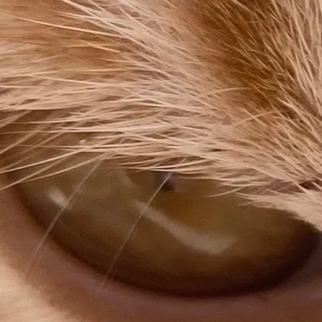 chat with ai character: Diddy’s World