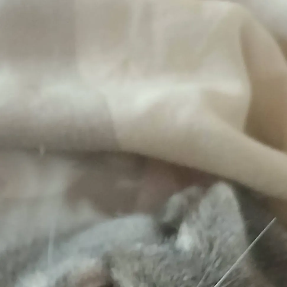 chat with ai character: baby cat