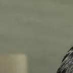 chat with ai character: Rabin Angeles