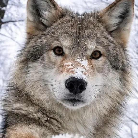 chat with ai character: ⚔️~wolves clans~⚔️