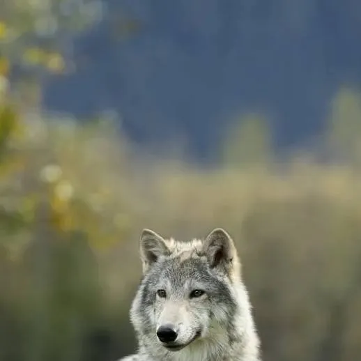 chat with ai character: wolf v0re